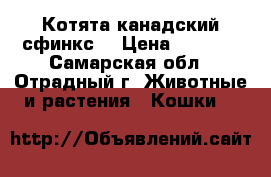 Котята канадский сфинкс  › Цена ­ 3 000 - Самарская обл., Отрадный г. Животные и растения » Кошки   